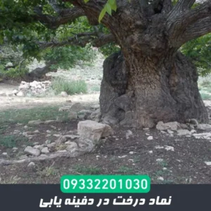 نماد درخت در دفینه یابی