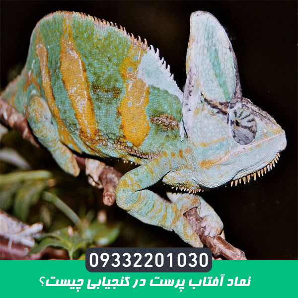 نماد آفتاب پرست در گنجیابی چیست؟