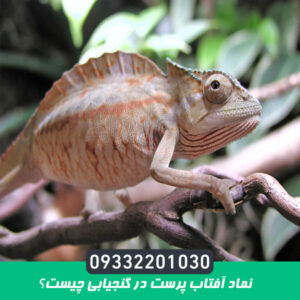 نماد آفتاب پرست در گنجیابی چیست؟